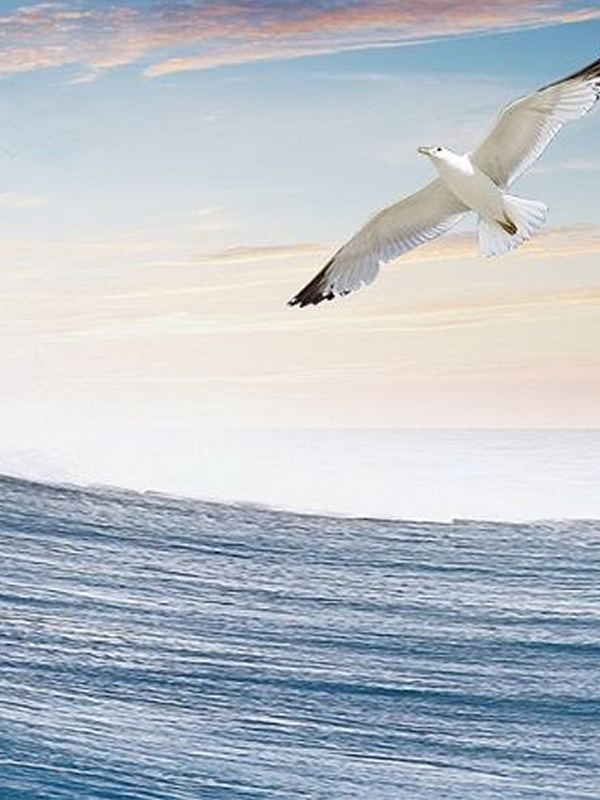 Image hover effect image